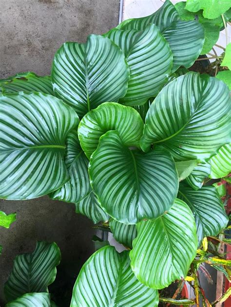 陽台種什麼植物好